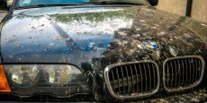 6 formas de eliminar la caca de pájaro de su automóvil (y cómo proteger la pintura)