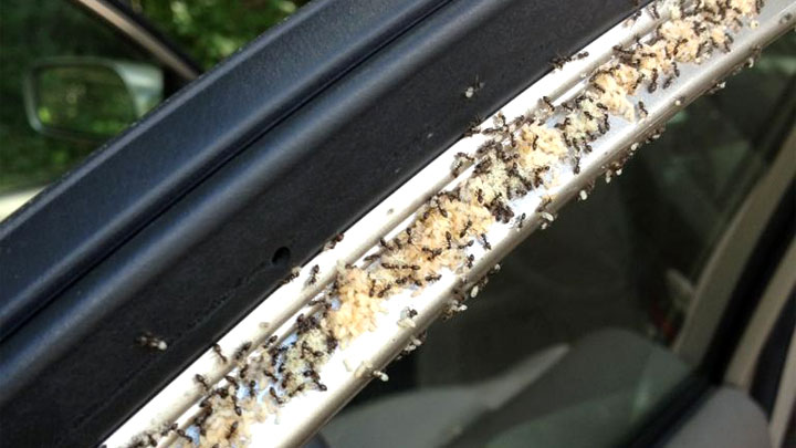 hormigas en coche